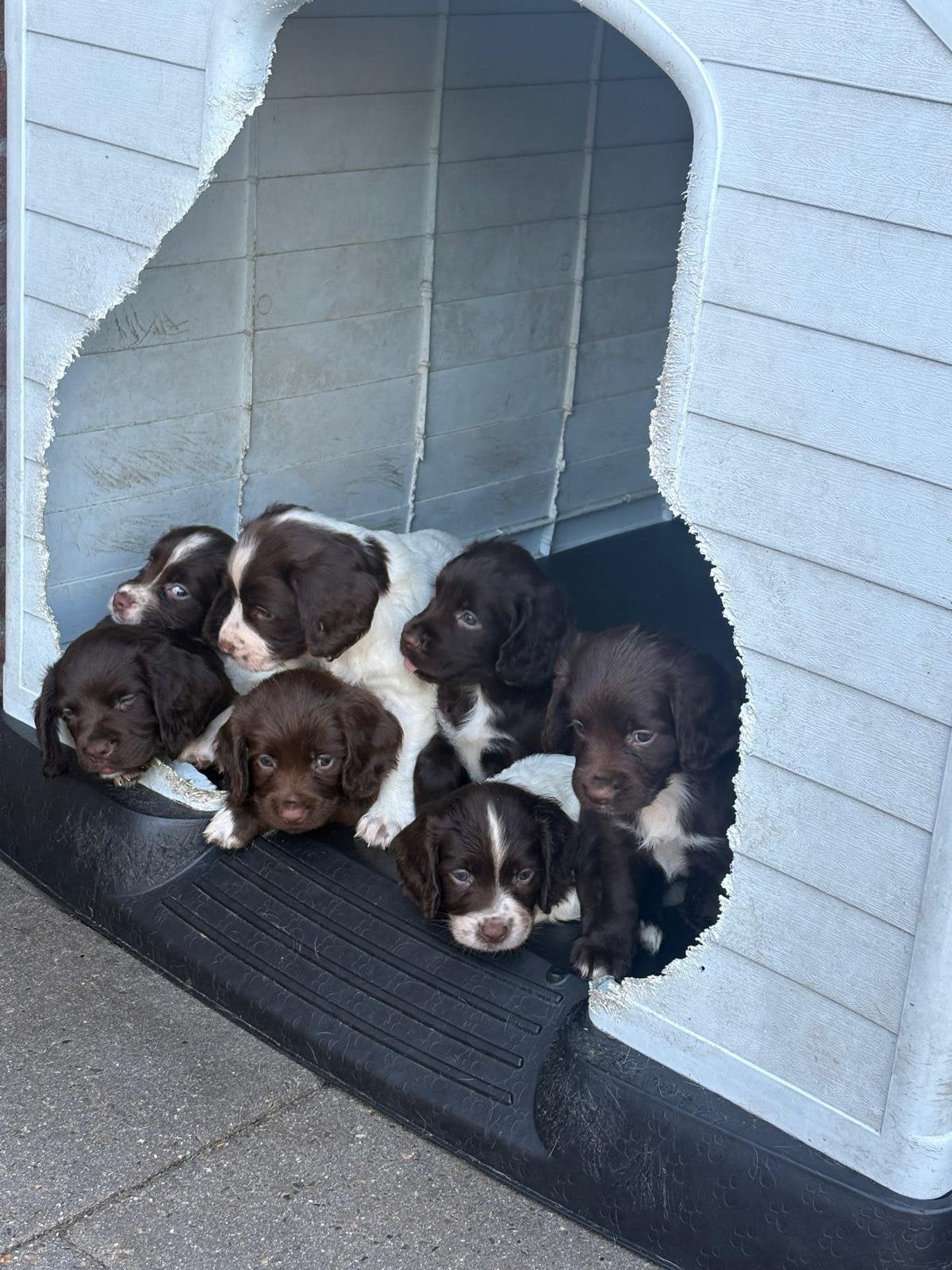 Te koop Sprocker pups., Dieren en Toebehoren, 8 tot 15 weken, Meerdere, Meerdere dieren, Nederland