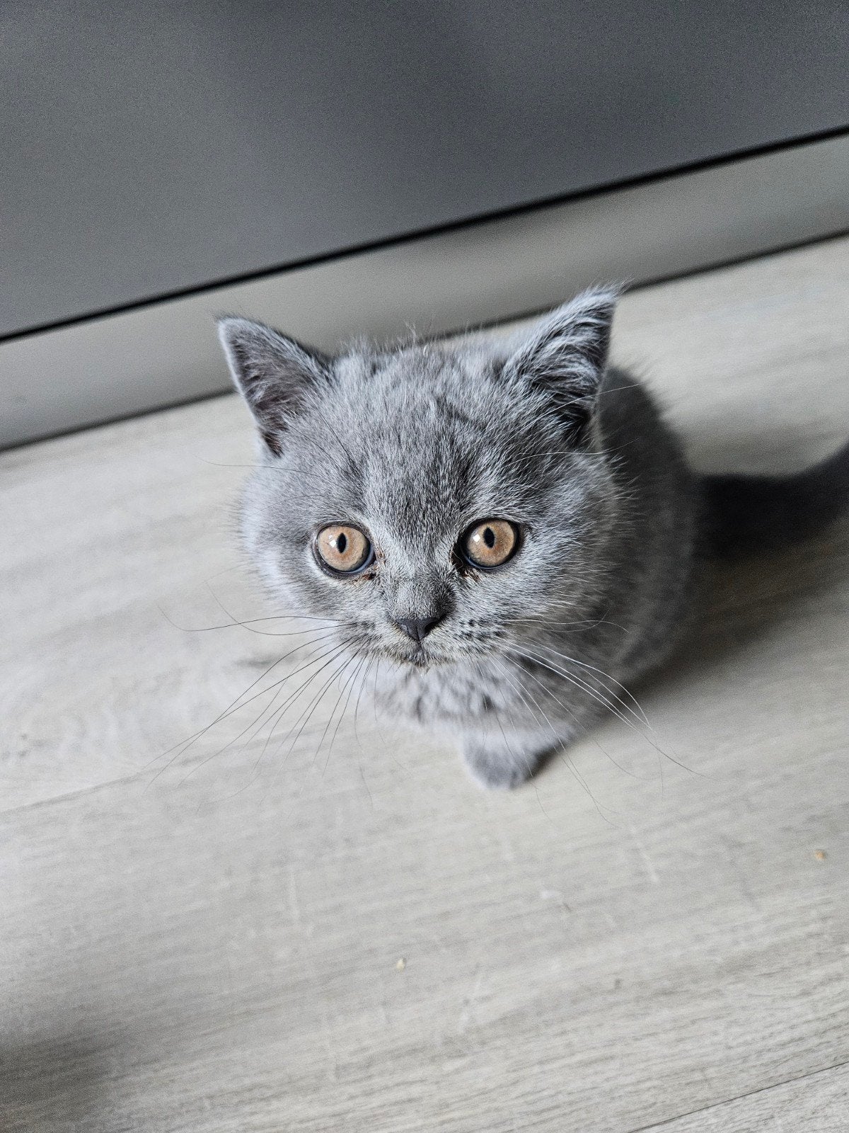 Lieve Brits Korthaar kittens zoeken nieuw huisje