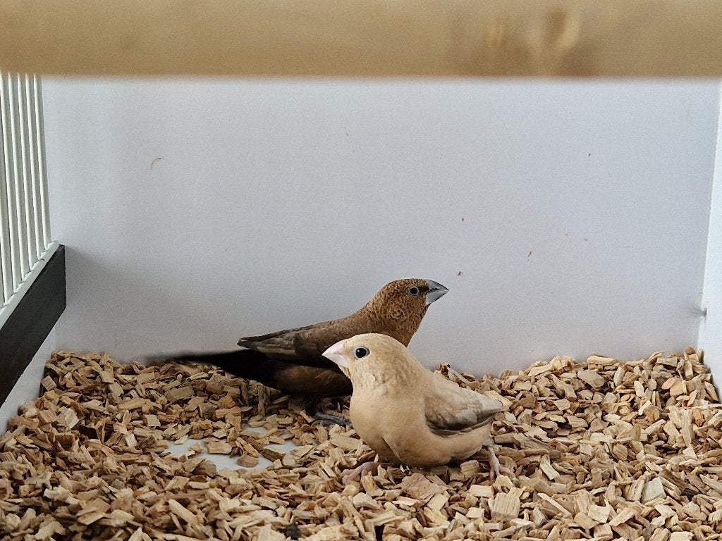 Zilverbekjes | Tropische vogels | Passend advies, Dieren en Toebehoren, Meerdere dieren, Tropenvogel