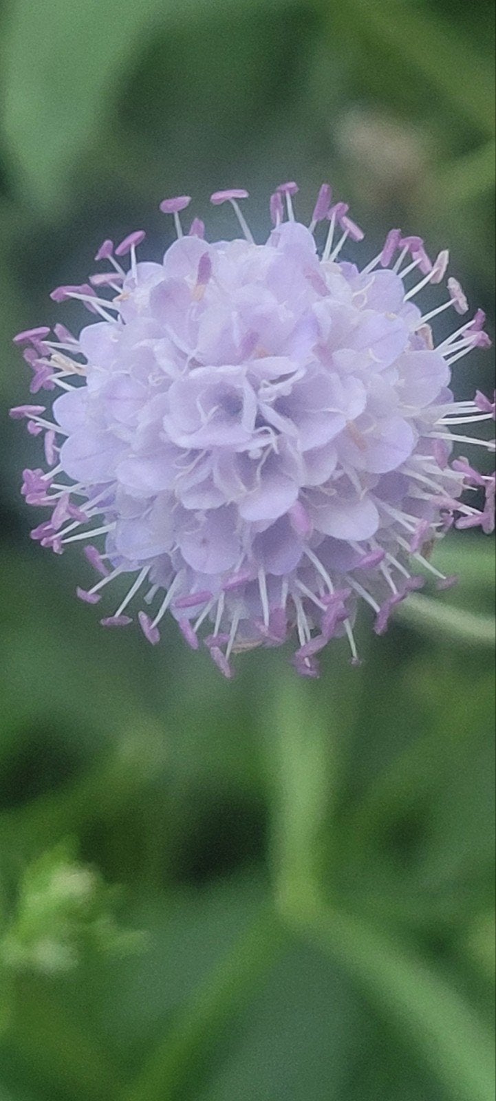 Blauwe knoop (Succisa pratensis), Volle zon, Vaste plant, Zomer, Ophalen
