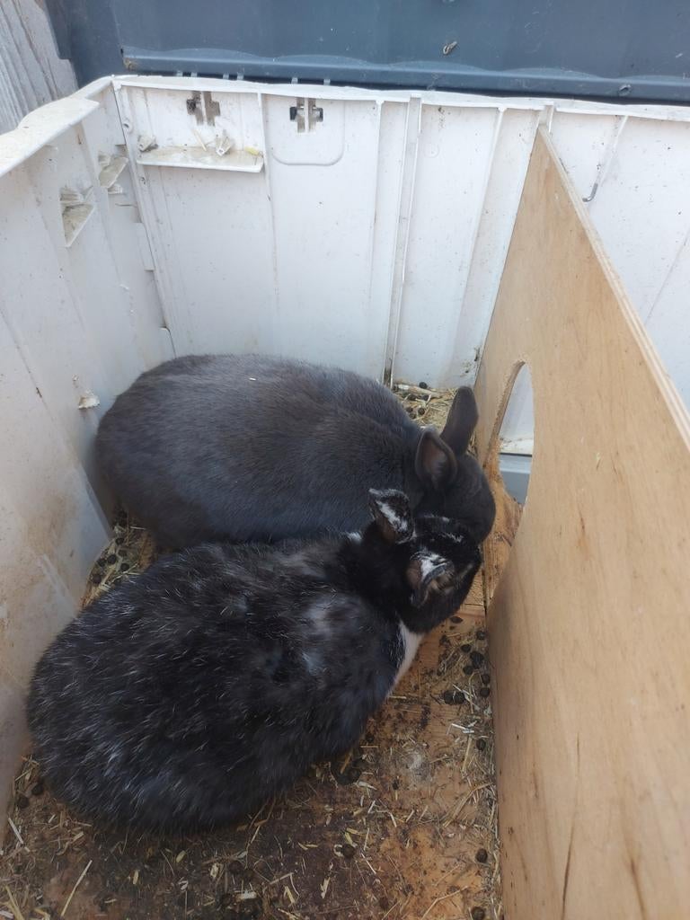 Ter overname 2 konijnen (mannetje/vrouwtje), Dieren en Toebehoren, Meerdere dieren