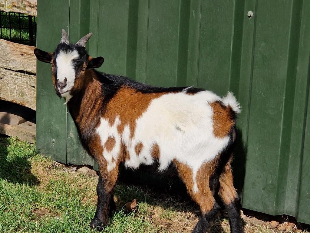 DWERGGEITEN BOK TE HUUR, Dieren en Toebehoren, Schapen, Geiten en Varkens, Mannelijk, Geit