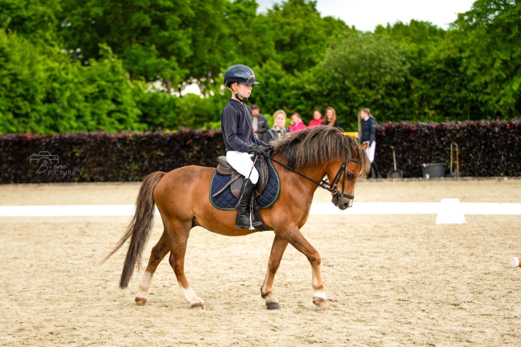 Chique brave b pony, Dieren en Toebehoren, Pony's, Ruin, B, B pony (1.17m tot 1.27m), 11 jaar of ouder, Met stamboom, Gechipt
