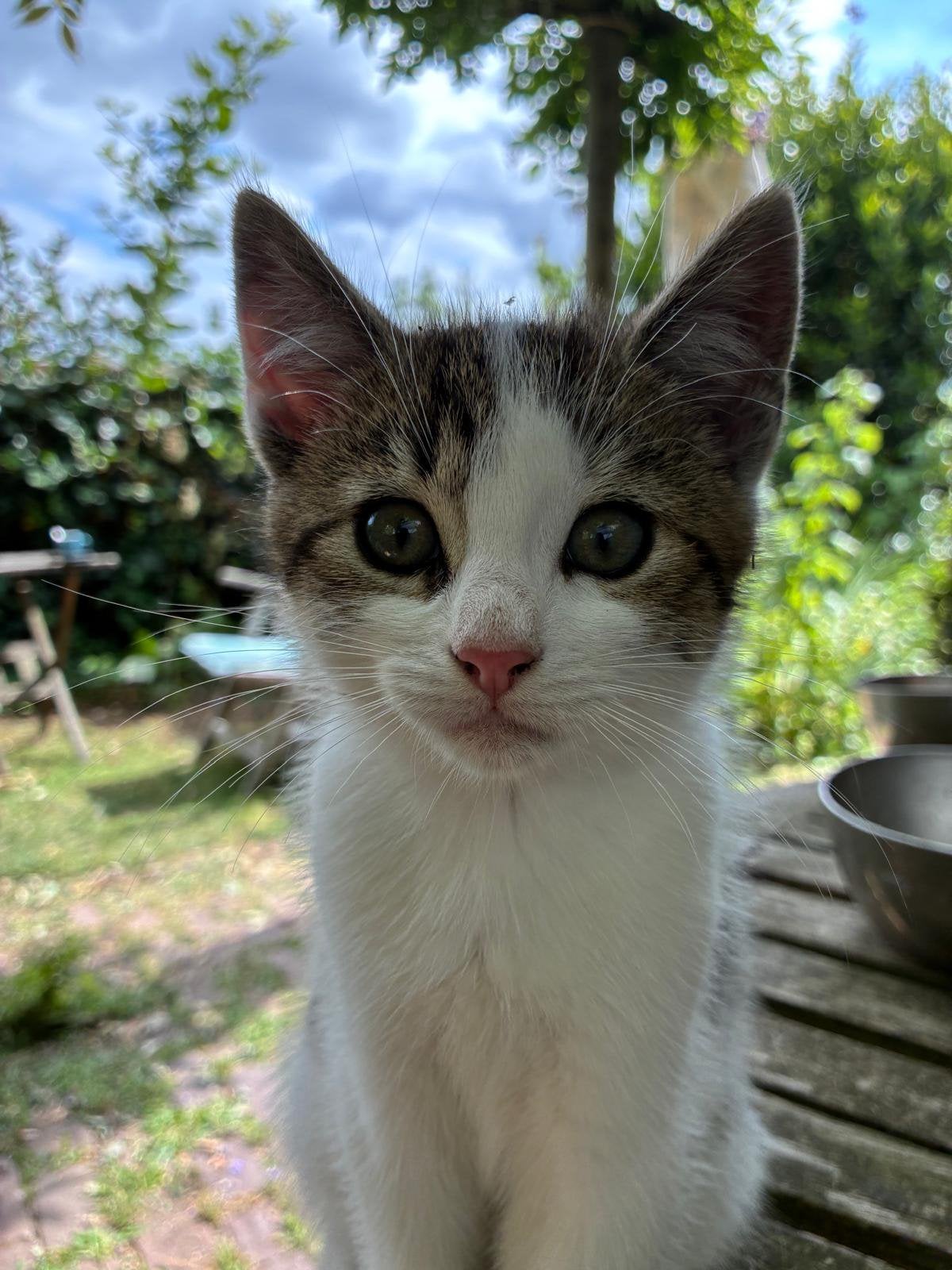 Kittens (3 katers - 11 weken), Dieren en Toebehoren, Katten en Kittens | Overige Katten, Kortharig, Kater, 0 tot 2 jaar