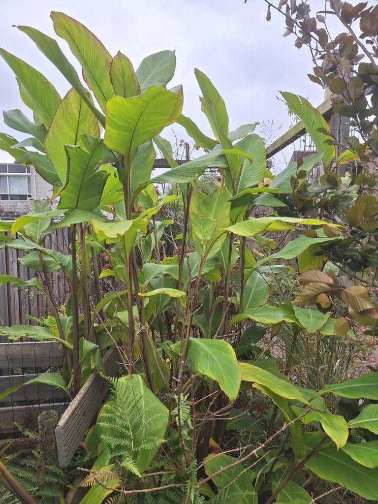 Canna Musifolia, Tuin en Terras, Planten | Tuinplanten, Ophalen, Overige soorten, Volle zon