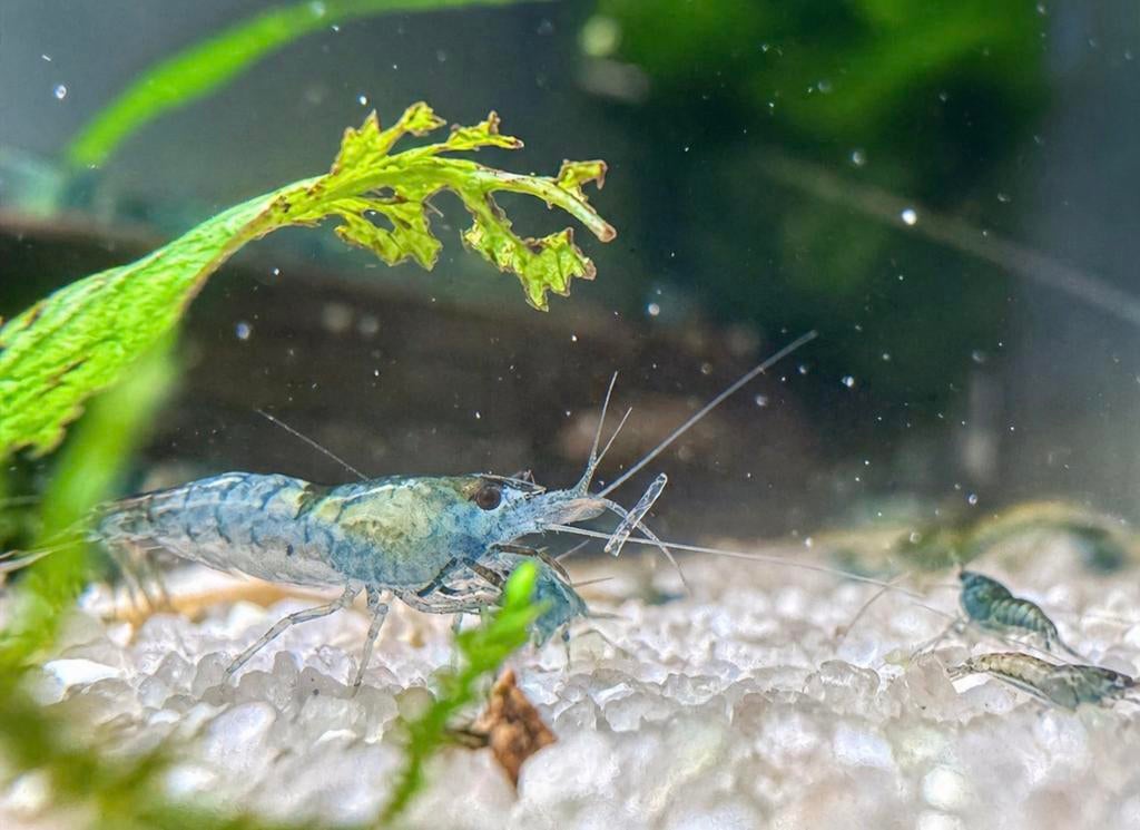 uitgeselecteerde blauwe garnalen (wild kleur), Dieren en Toebehoren, Kreeft, Krab of Garnaal