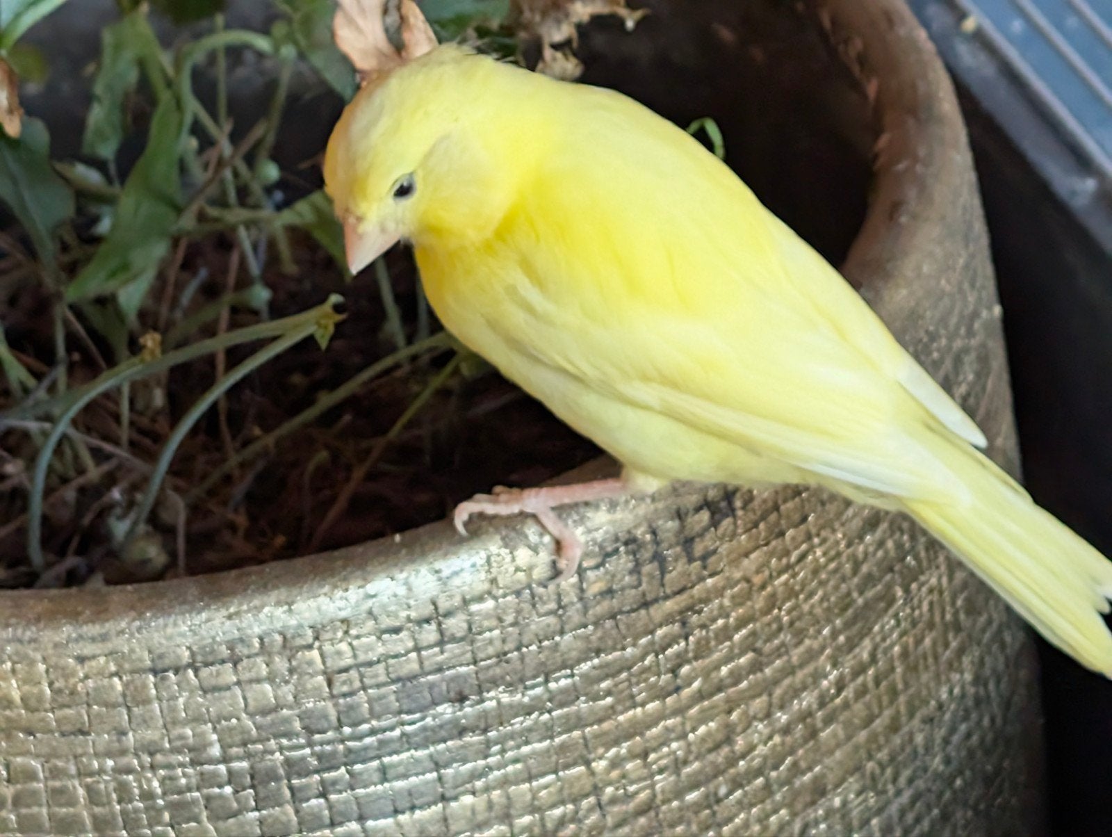 Gele kanarie, Meerdere dieren, Kleurkanarie
