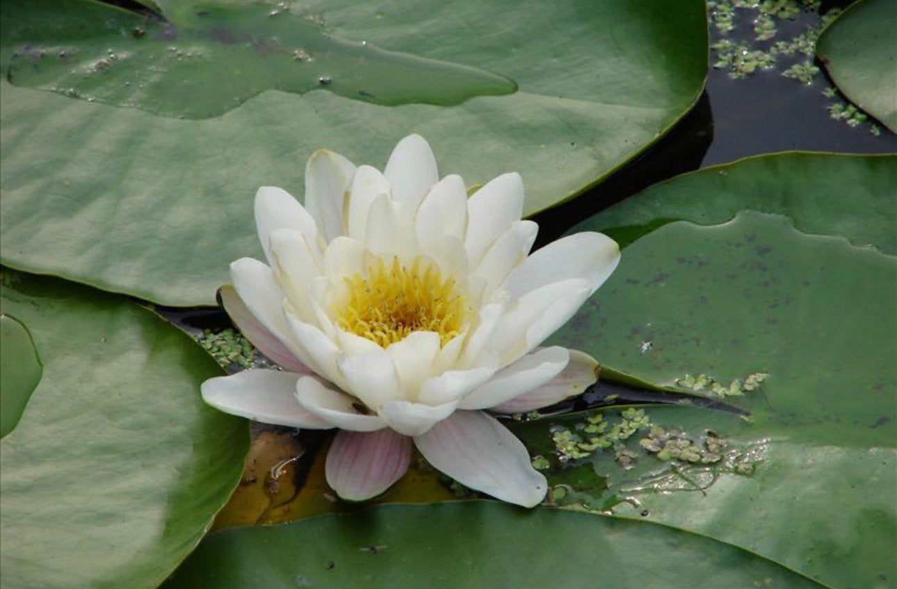 Witte water lellie, Tuin en Terras, Planten | Struiken en Hagen, Ophalen, Overige soorten, Minder dan 100 cm
