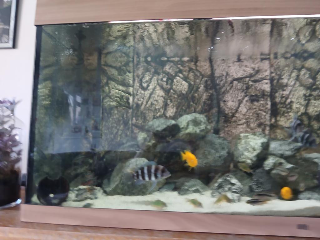 Aquarium stenen, Dieren en Toebehoren, Vissen | Aquaria en Toebehoren, Ophalen, Zo goed als nieuw, Plant(en), Steen of Hout