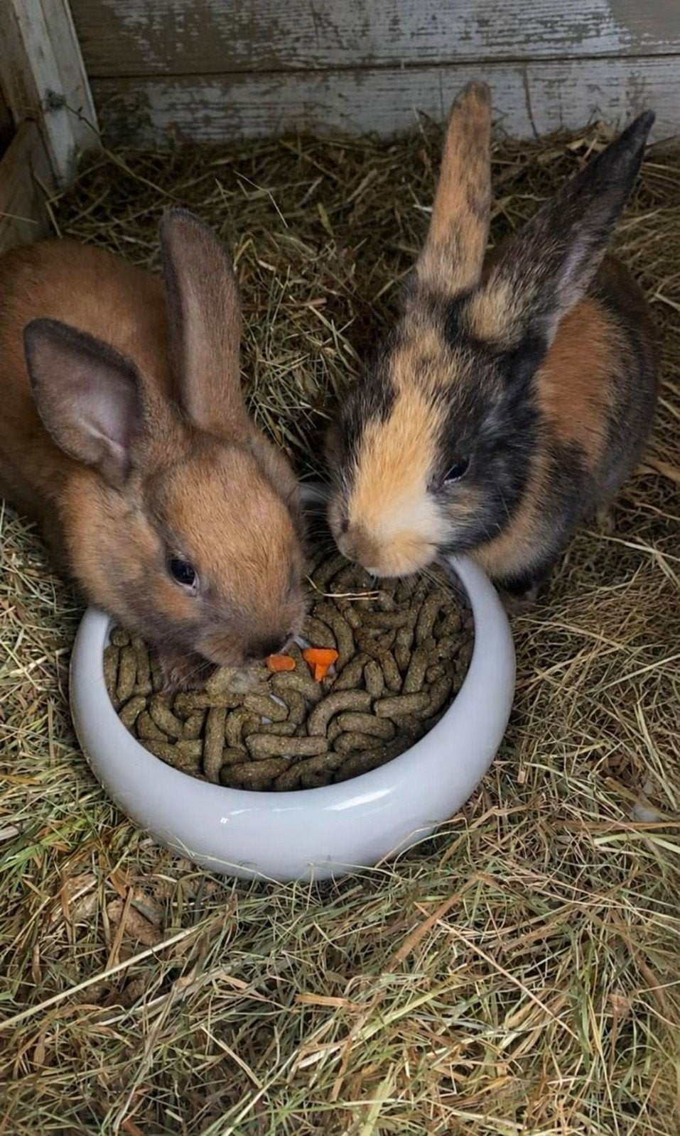 Gratis ophalen : Twee konijntjes (rammelaar en voedster), December, Meerdere dieren, Overige typen