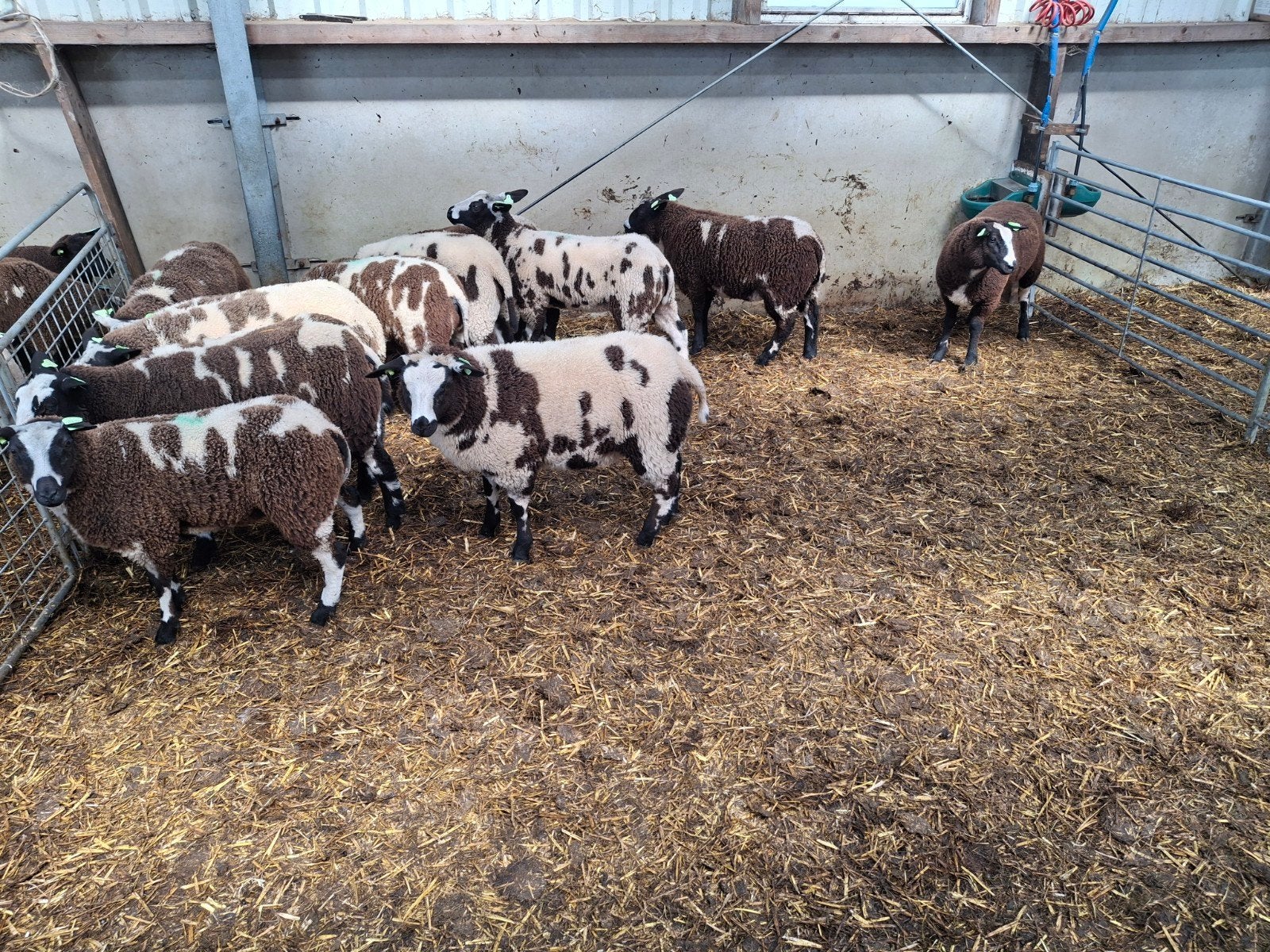 12 ooilammeren, Dieren en Toebehoren, Meerdere dieren, Schaap