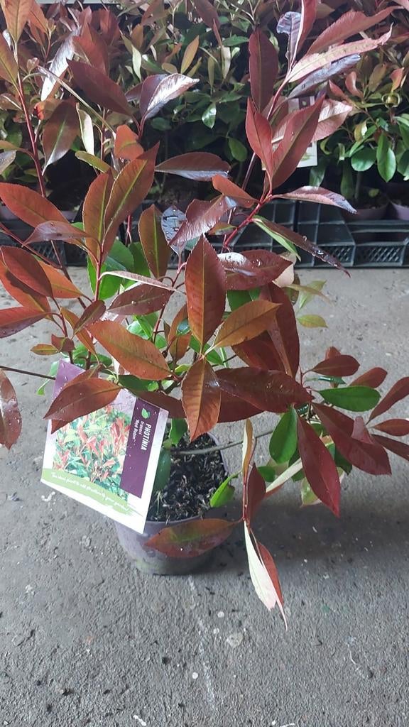 Partij Glansmispel photinia, Ophalen, Overige soorten, 100 tot 250 cm