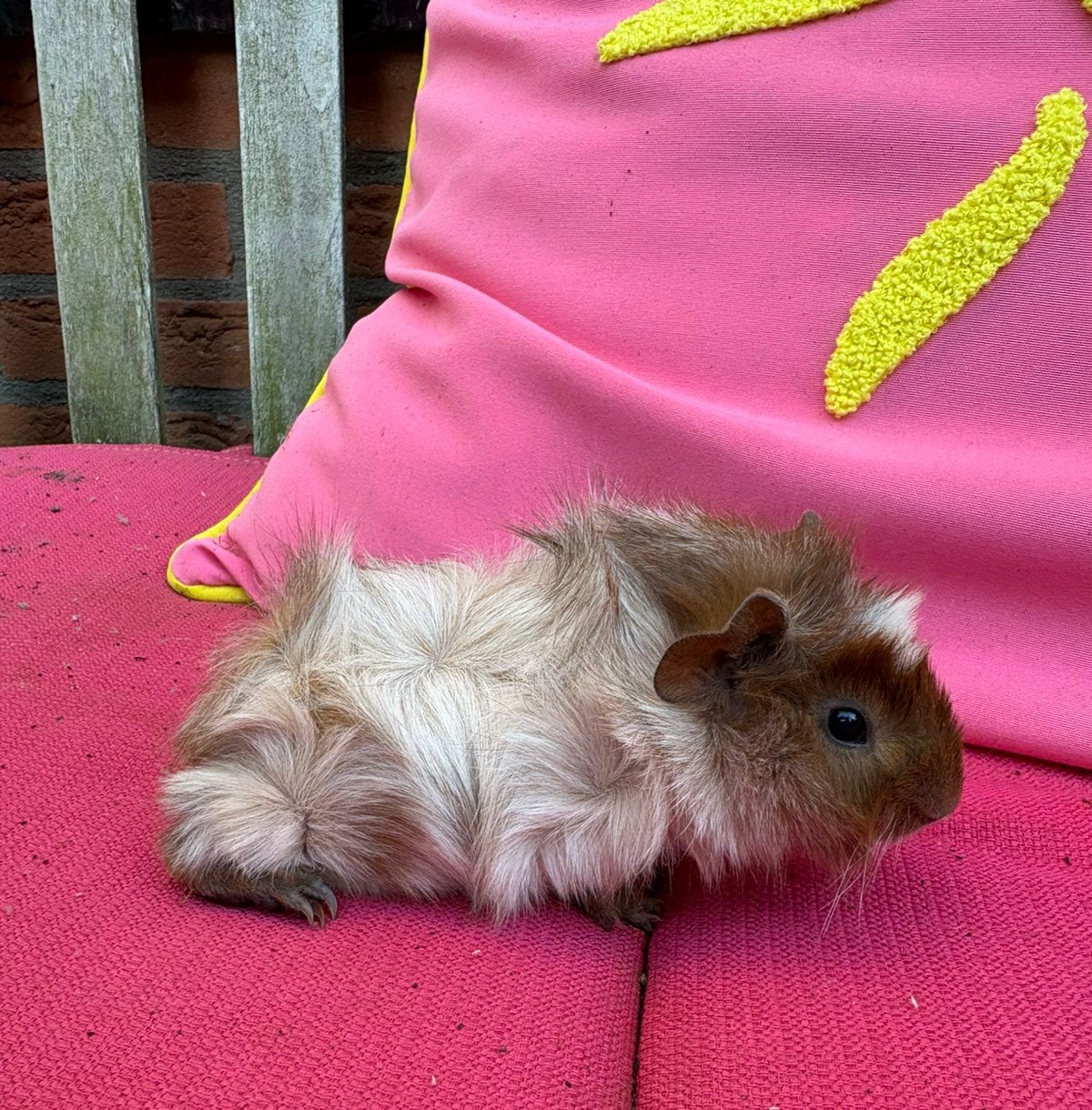 Prachtige roodschimmel borstel cavia, Dieren en Toebehoren, Cavia, Mannelijk, Tam, September