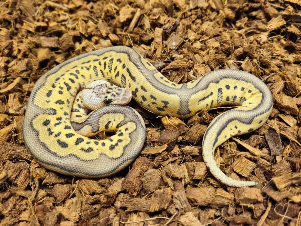 0.1 Pastel Leopard Clown PH Amur Desert Ghost, Dieren en Toebehoren, Reptielen en Amfibieën, Slang, 0 tot 2 jaar