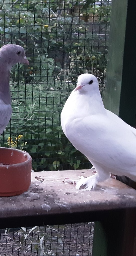 Takla wit, Dieren en Toebehoren, Vogels | Duiven, Meerdere dieren, Overige soorten