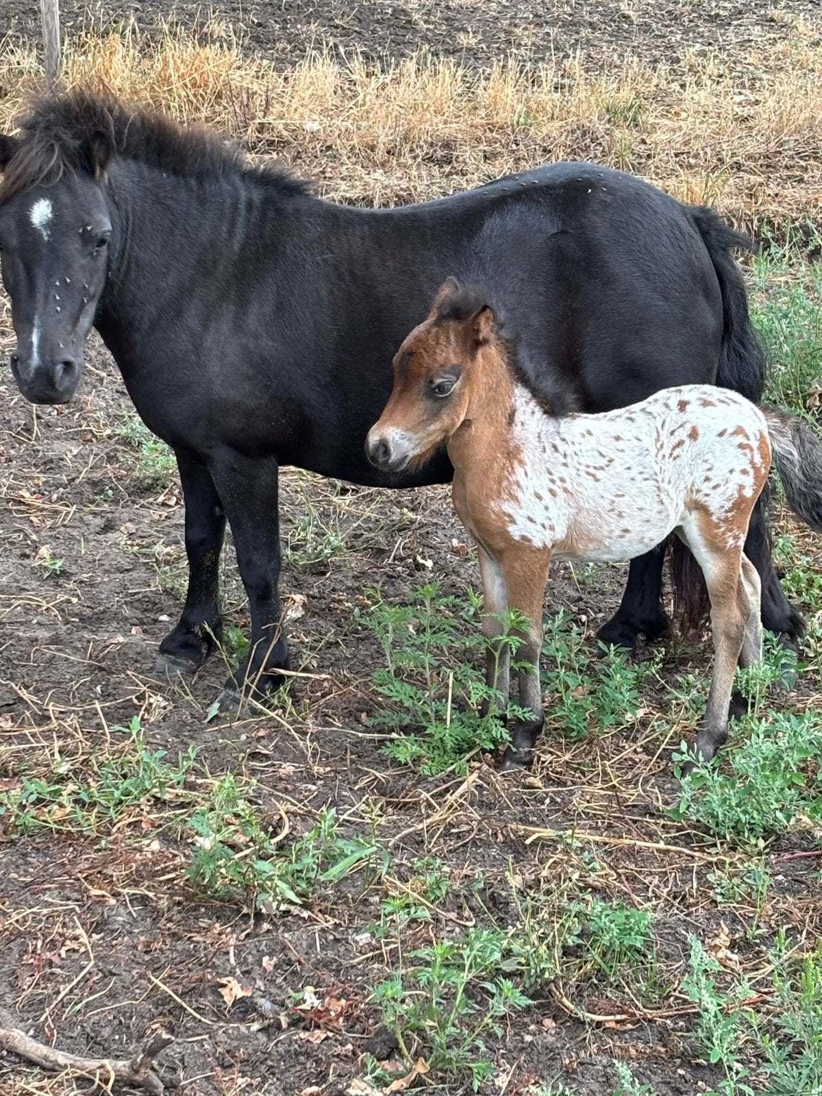Appalosa veulens, Merrie