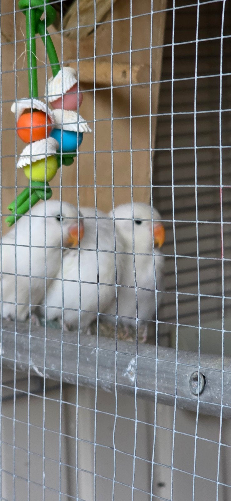 spierwitte baby agapornissen dwergpapegaaien.
Zijn nu 6 weke, Geslacht onbekend, Tam