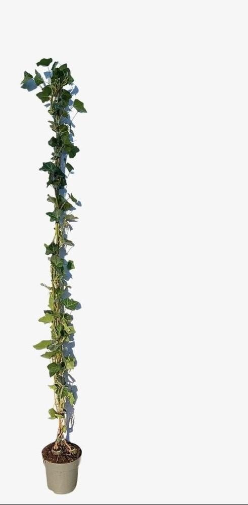 Hedera Hibernica - Ierse Klimop 180 cm - 20 stuks, Ophalen, Bloeit niet, Klimplanten, Halfschaduw