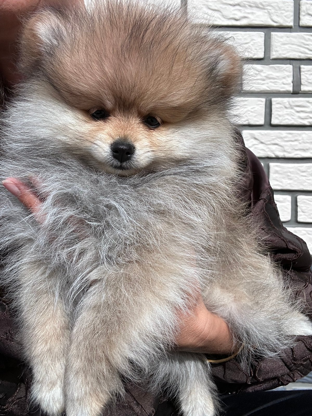 Mini pomeriaan extreem klein! Teefje, Dieren en Toebehoren, Parvo, Keeshond, Reu, 8 tot 15 weken