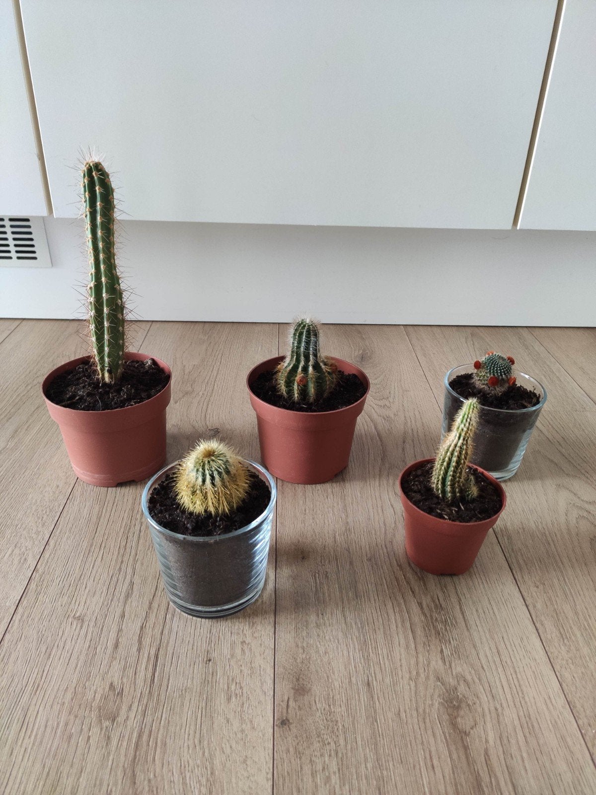 Diverse cactussen - set van 5, Tuin en Terras, Planten | Tuinplanten, Volle zon, Vaste plant, Bloeit niet, Ophalen