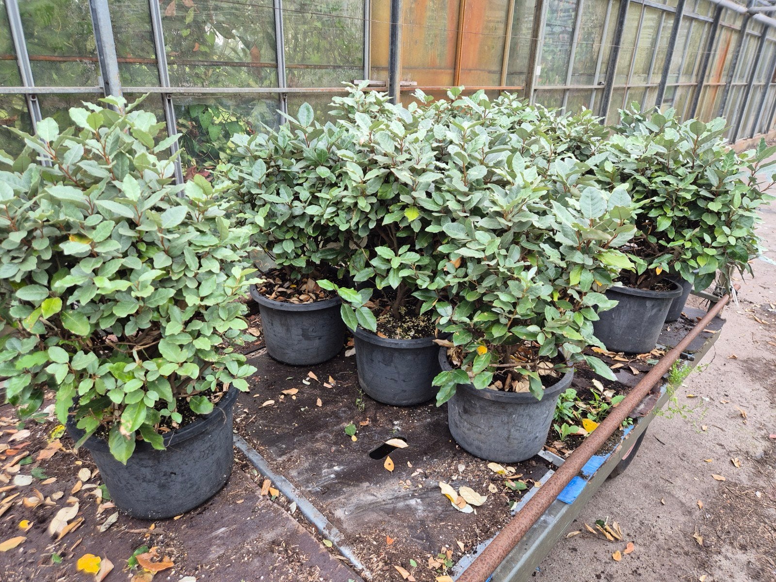 Forse olijfwilg compacta haagplanten, Ophalen of Verzenden, Overige soorten, Minder dan 100 cm