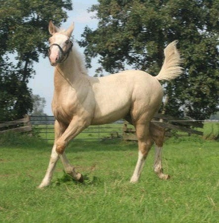 Palomino hengstveulen te koop, Dieren en Toebehoren, Met stamboom, Niet van toepassing, Dressuurpaard, 0 tot 2 jaar