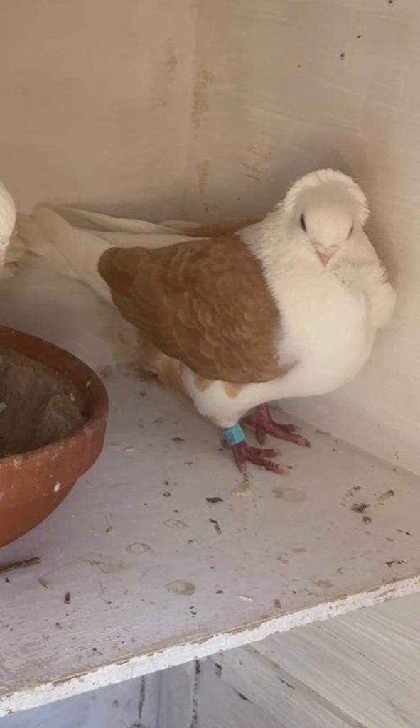 Gezocht Duitse meeuw duivin, Dieren en Toebehoren, Vogels | Duiven, Vrouwelijk, Overige soorten