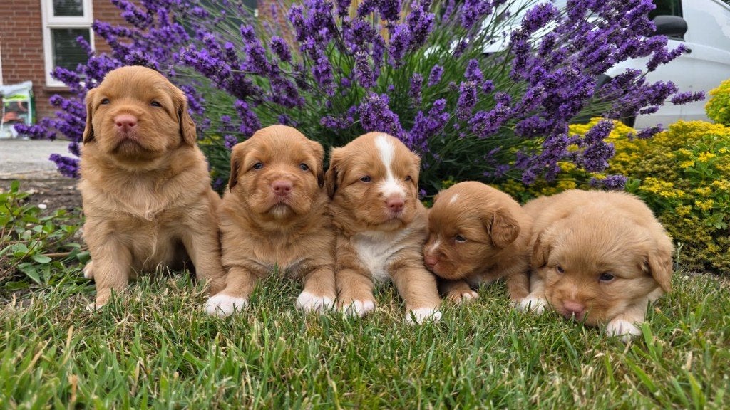 Duck tolling retriever pups met stamboom, Parvo, Overige rassen, 8 tot 15 weken, Meerdere