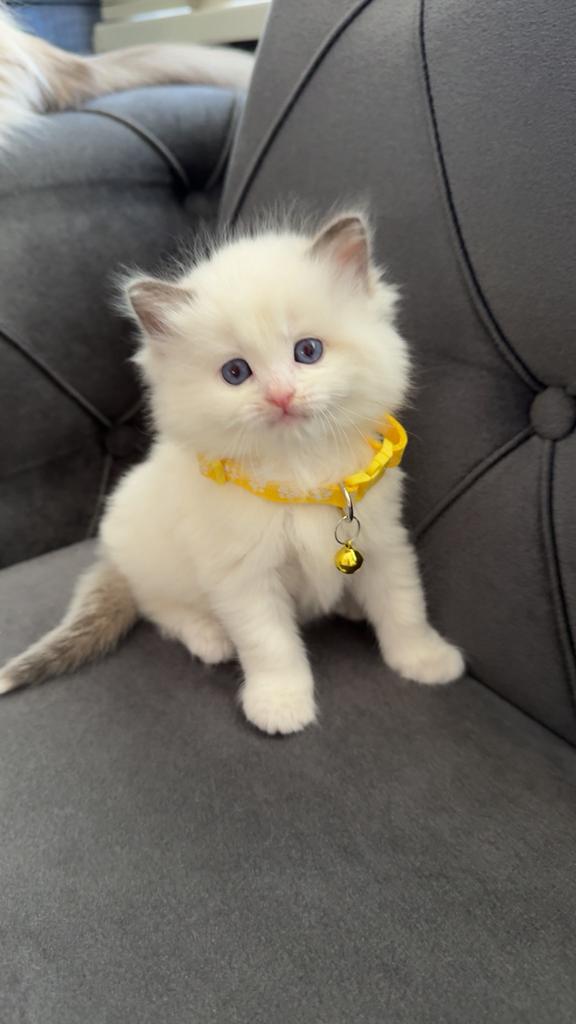 Ragdoll kittens, Dieren en Toebehoren, Poes