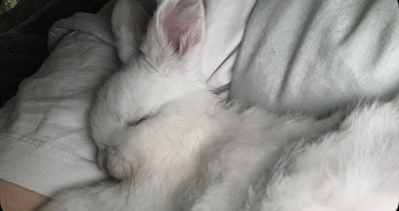 Lief konijntje te koop, Dieren en Toebehoren, Konijnen, Mannelijk, Dwerg, 0 tot 2 jaar