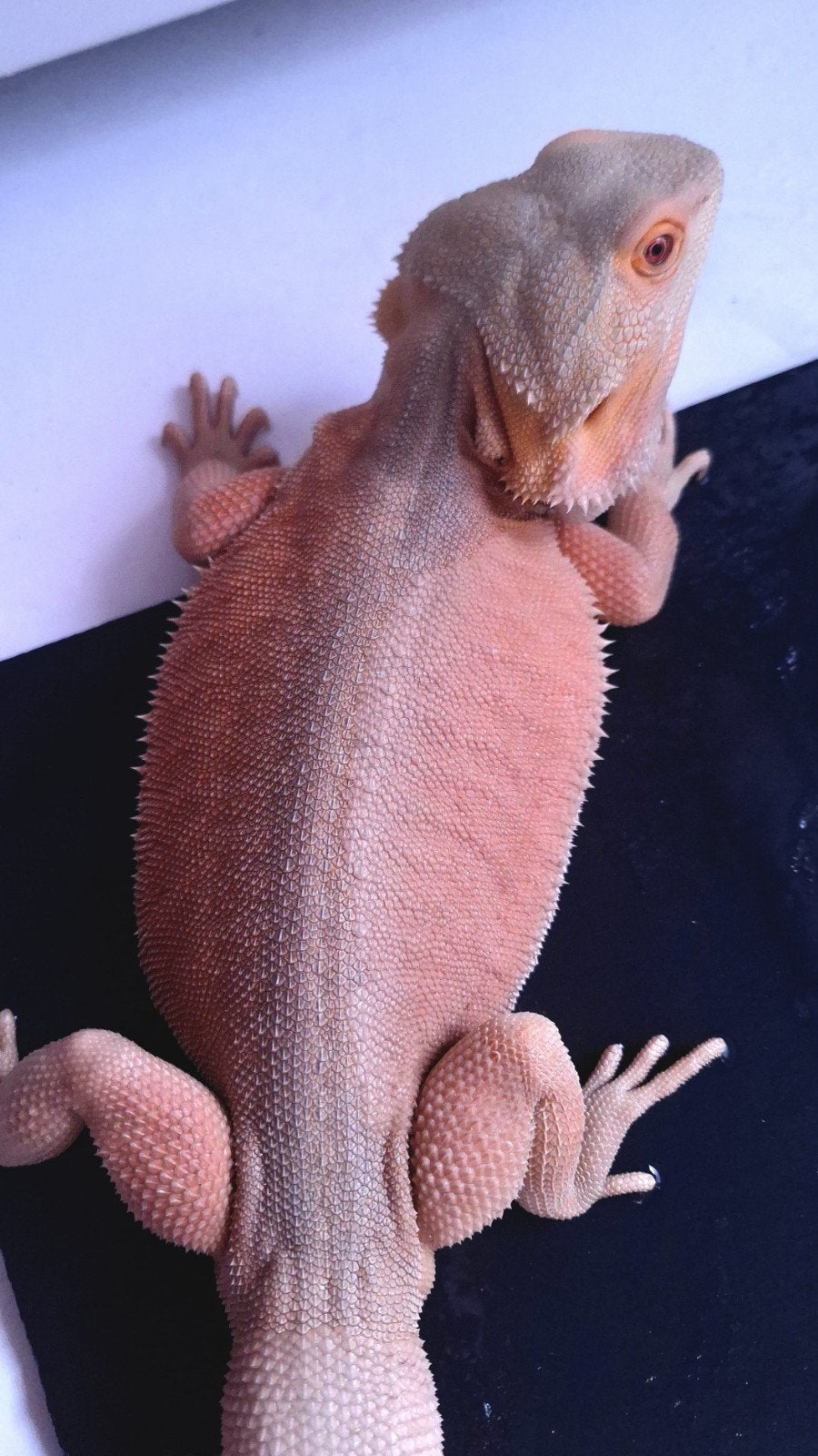 Hypo Witblits Leatherback Baardagaam man