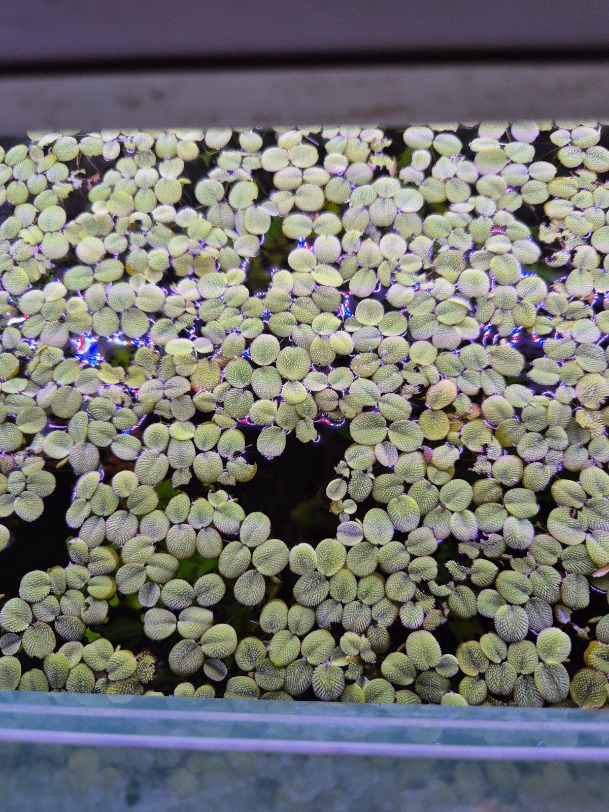 drijfplantjes, Dieren en Toebehoren, Ophalen, Plant(en), Steen of Hout