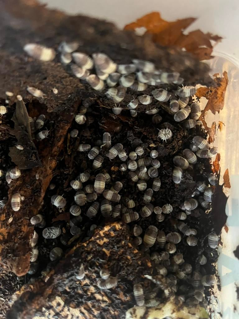 Cubaris sp Panda King  Isopods, Dieren en Toebehoren, Overige soorten