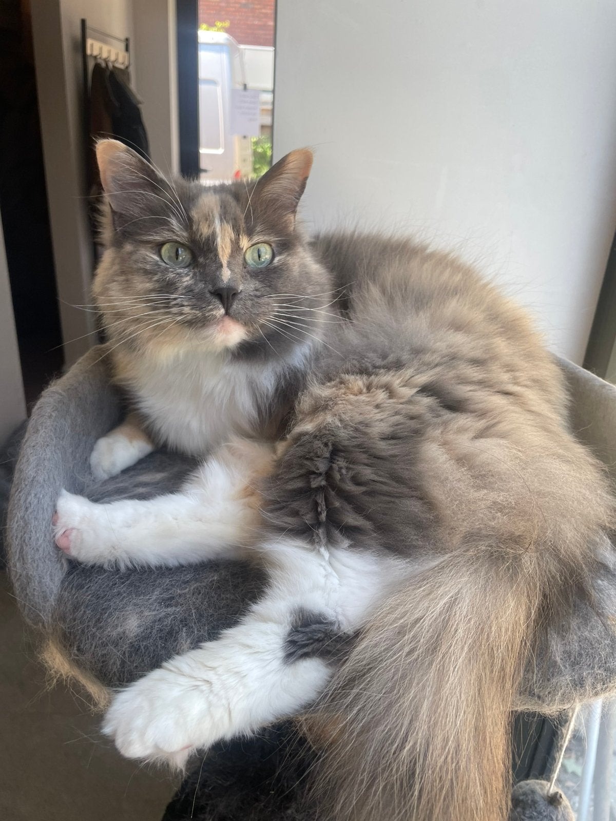 Ragdolls, Poes, Met stamboom, 3 tot 5 jaar