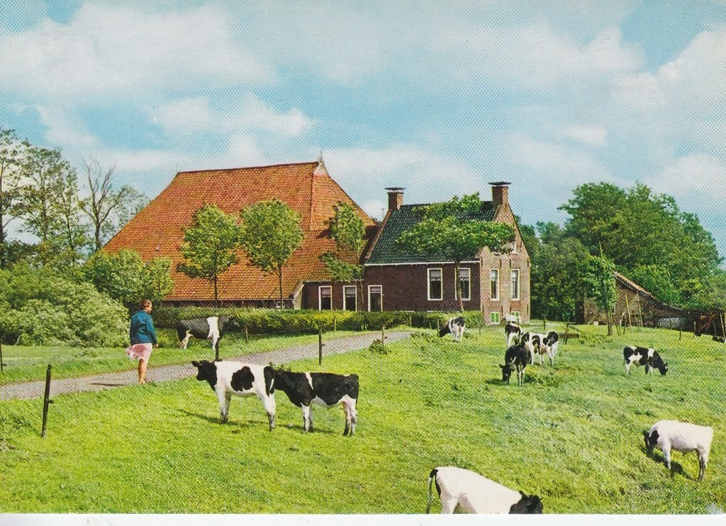 D258 ansichtkaart mooi friesland kop hals romp boerderij, Ophalen of Verzenden, 1960 tot 1980, Ongelopen, Friesland