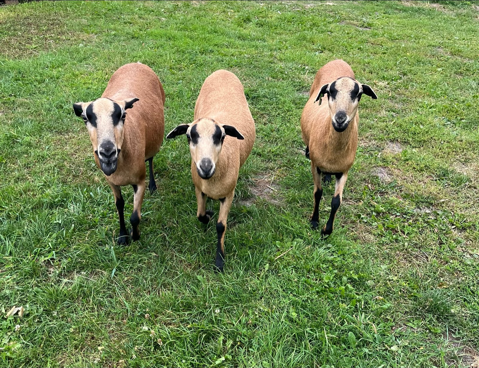 3 barbados blackbelly schapen, Dieren en Toebehoren, Vrouwelijk, Schaap
