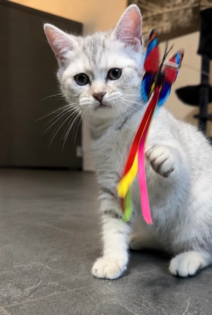 Laatste Britse korthaar kitten ( mannetje ), Meerdere dieren, Met stamboom, 0 tot 2 jaar