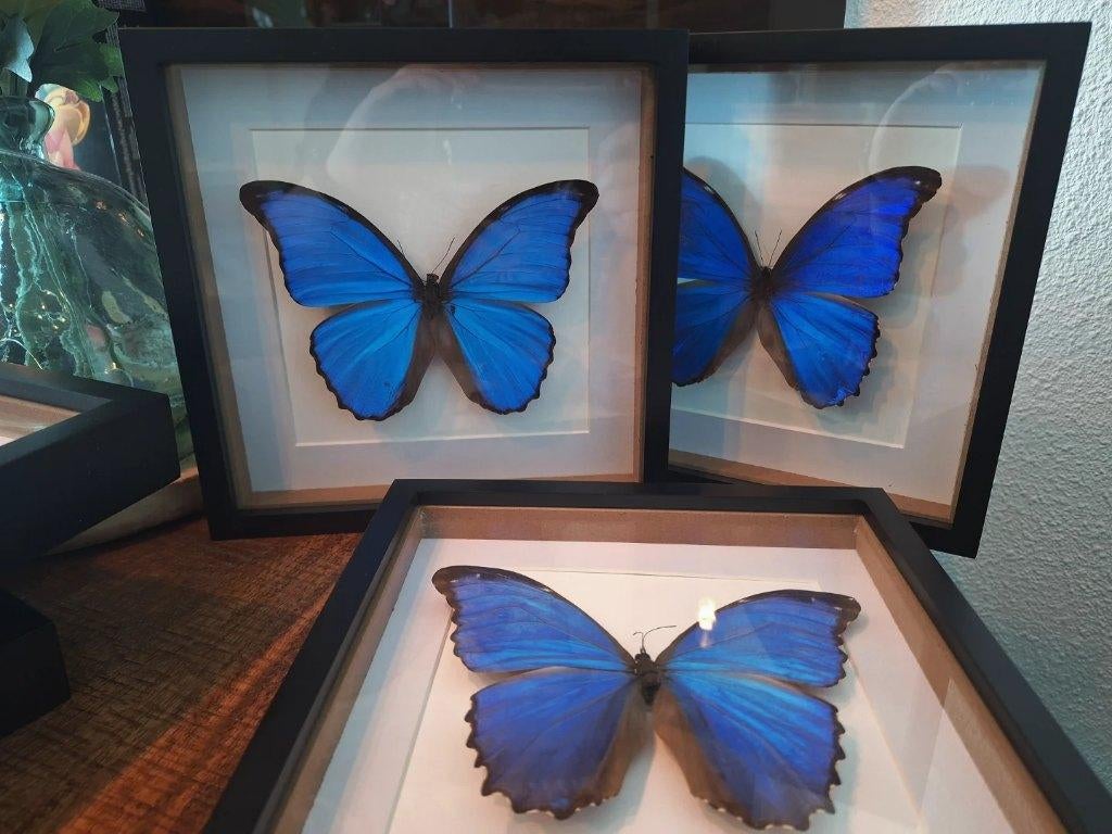 Mooie blauwe vlinder morpho didius in lijst, Minder dan 50 cm, Nieuw, Ophalen of Verzenden, Minder dan 50 cm