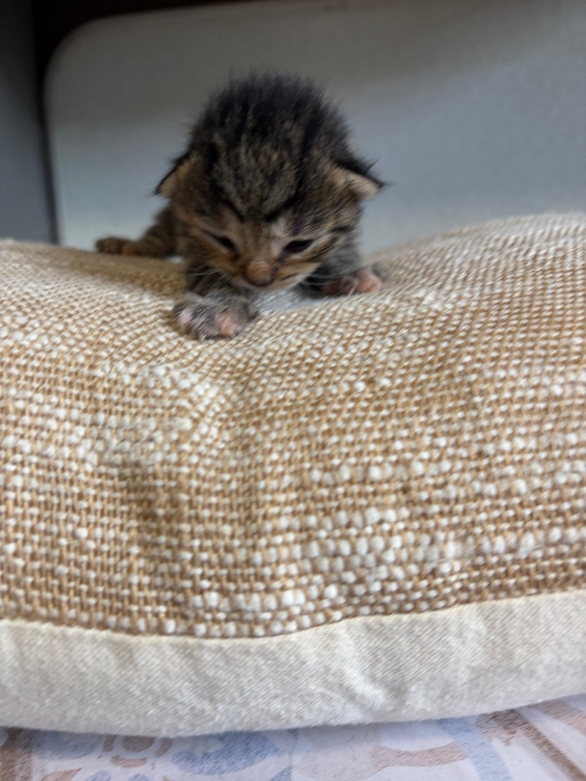 Kittens, Meerdere dieren