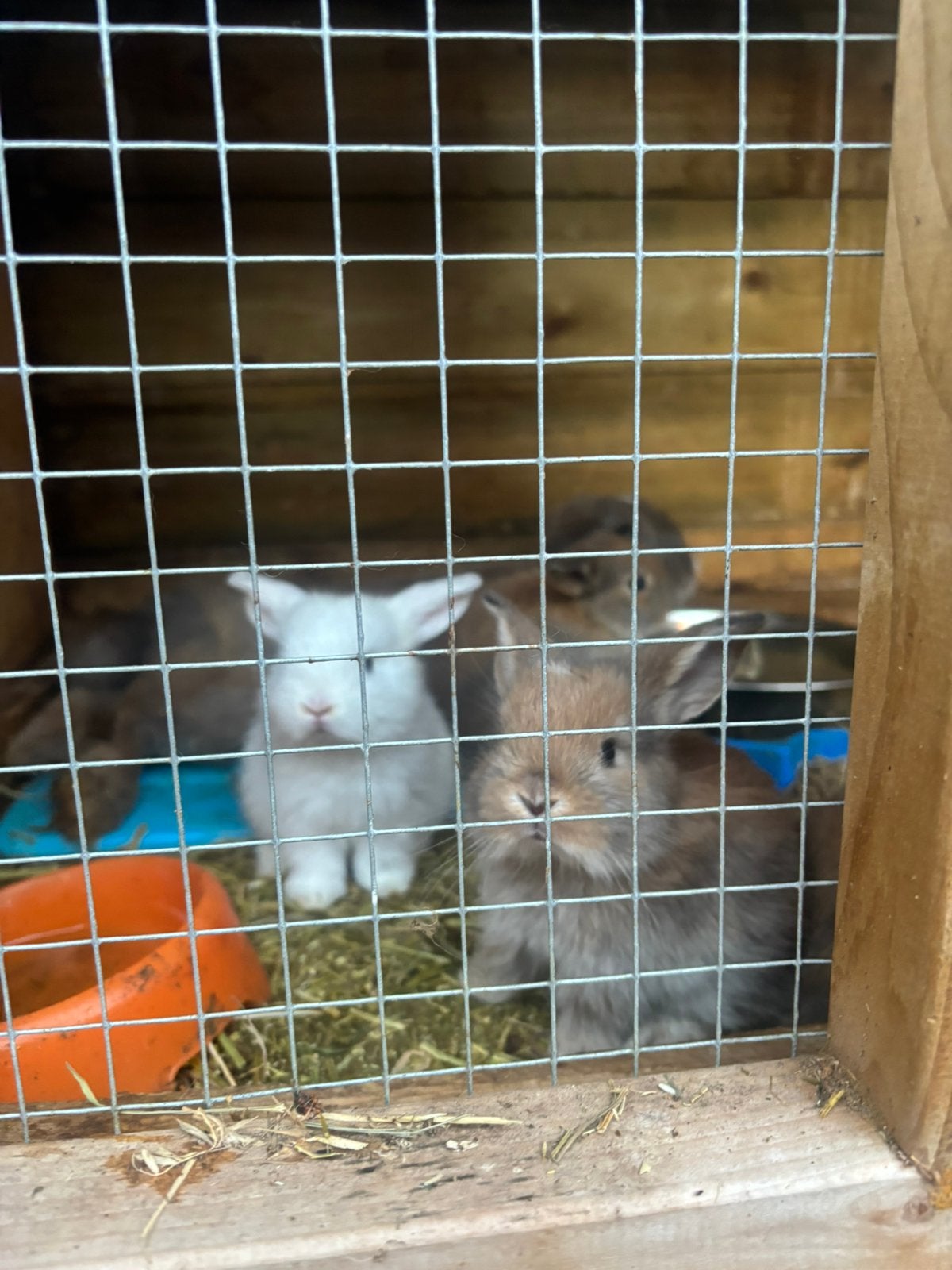 Minilop konijntjes, Meerdere dieren, Klein, 0 tot 2 jaar