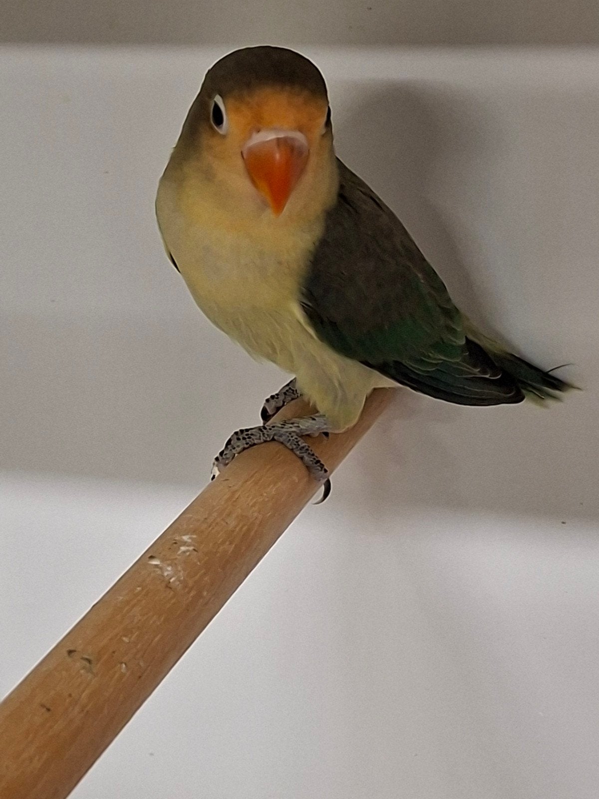 Mooie argapornis fischerie, Mannelijk, Dwergpapegaai of Agapornis, Geringd