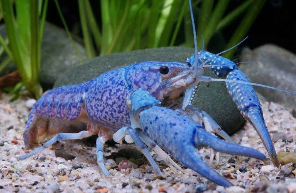Blauwe florida kreeft 3 stuks, Dieren en Toebehoren, Vis, Zoetwatervis