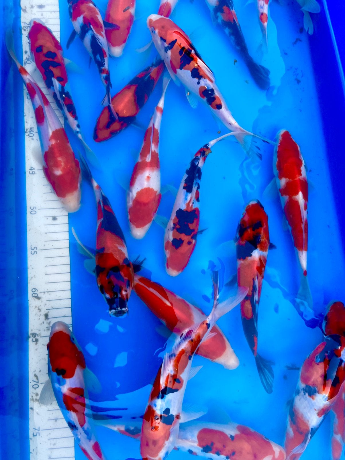 Showa, Sanke en Kohaku 20-25cm., Dieren en Toebehoren, Vissen | Vijvervissen, Karper of Koi
