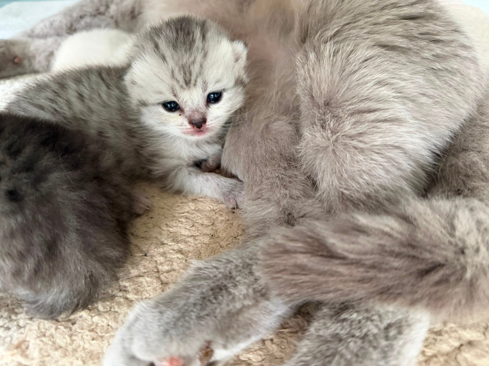 100% Raszuiver Brits korthaar kittens., Dieren en Toebehoren, Meerdere dieren, Gechipt