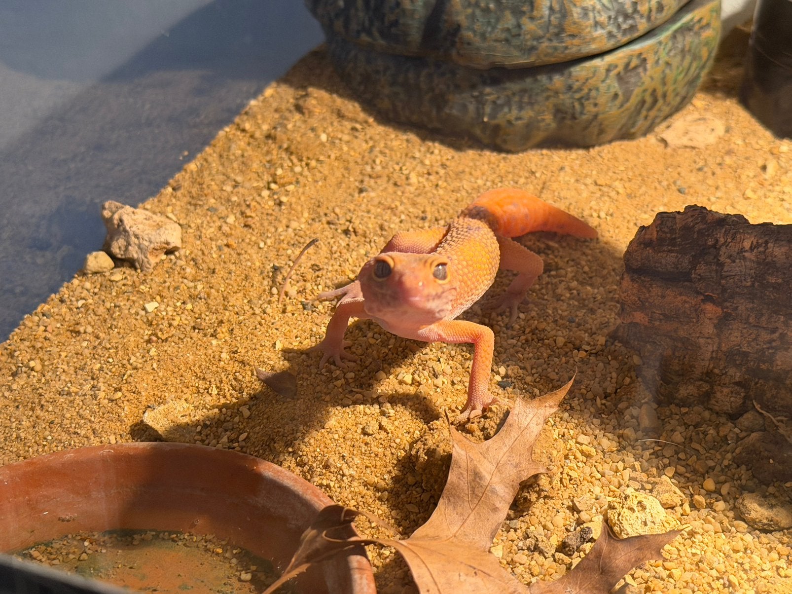 Luipaard gekko, Dieren en Toebehoren, Hagedis, 0 tot 2 jaar