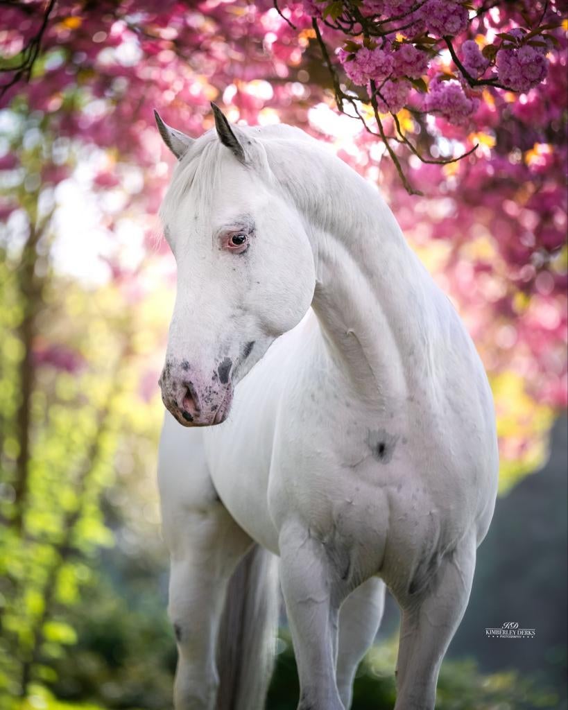 Ter dekking! UNIEK! fewspot dubbel homozygoot., Hengst