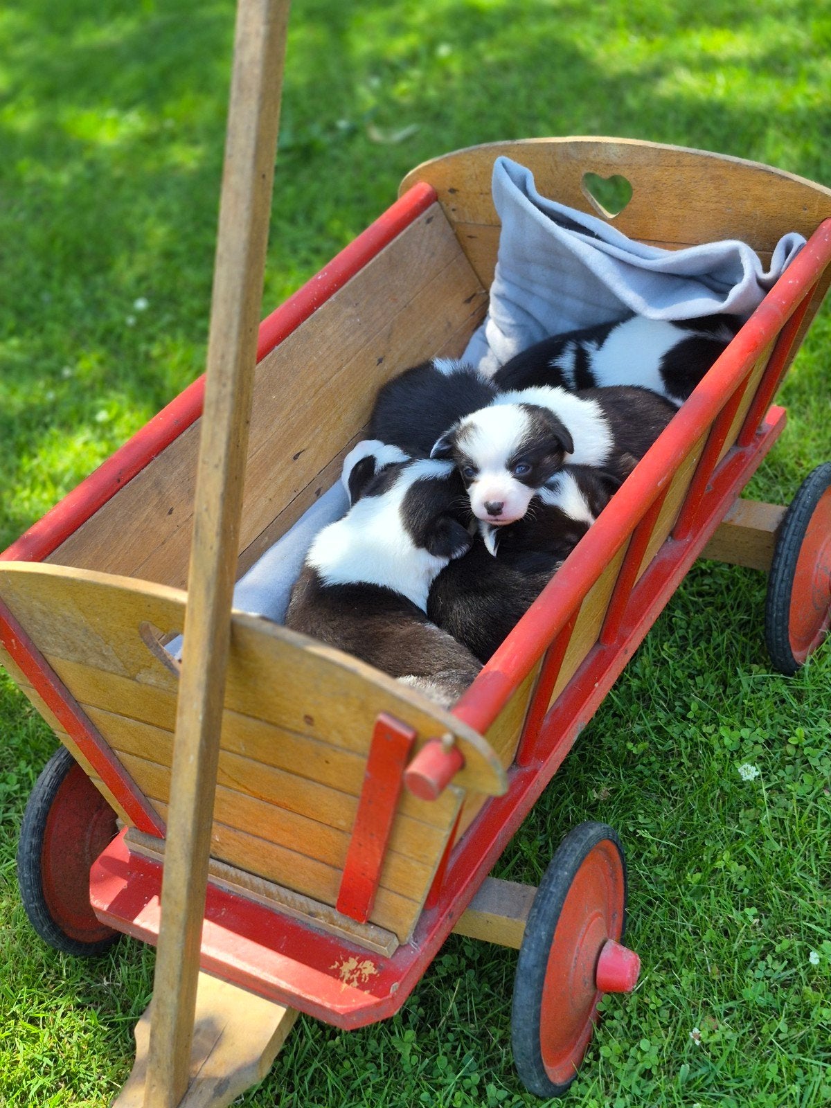 Welch corgi pups, 8 tot 15 weken, Meerdere, Meerdere dieren, Nederland