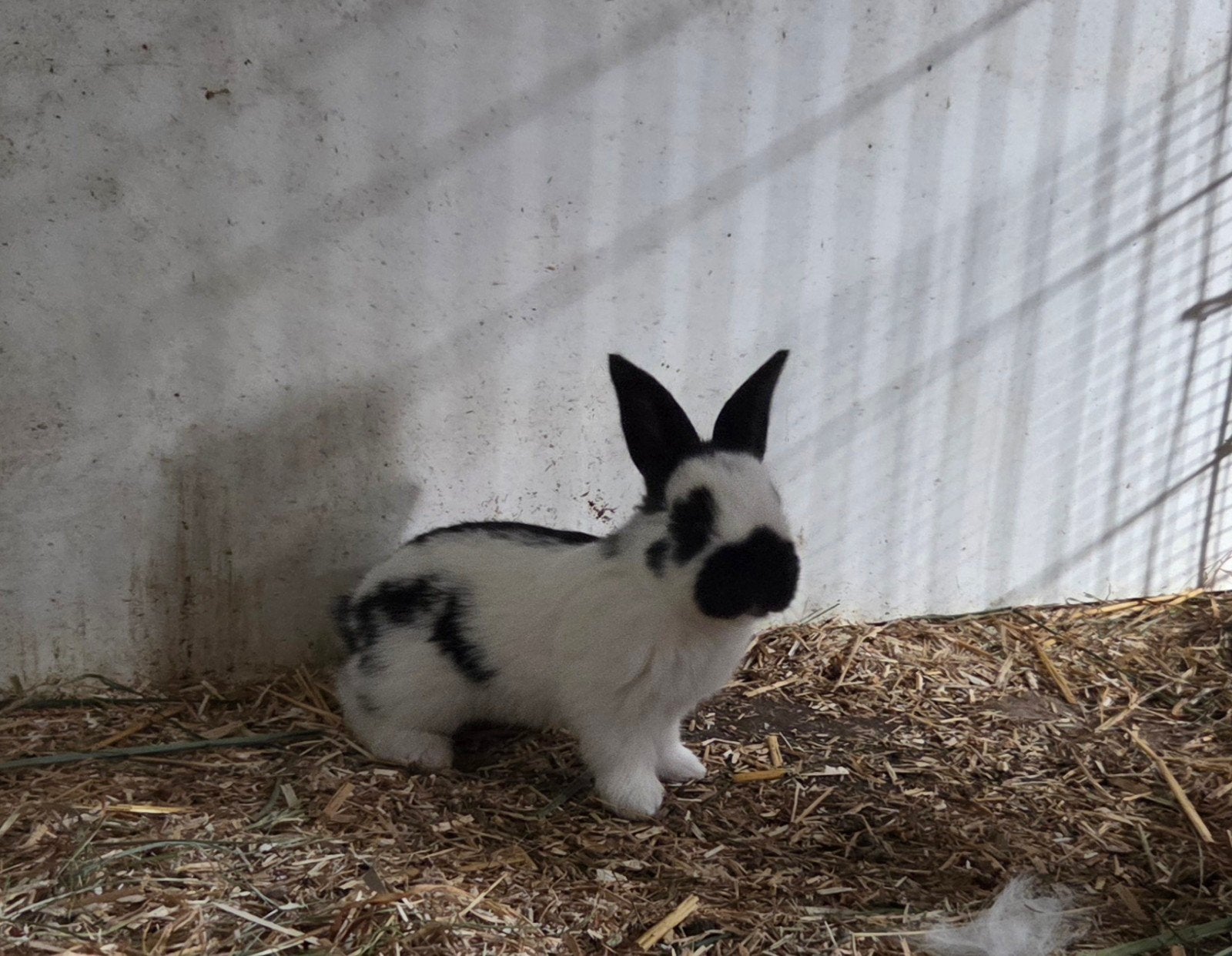 Grote lotharinger konijnen, Geslacht onbekend, Groot, 0 tot 2 jaar