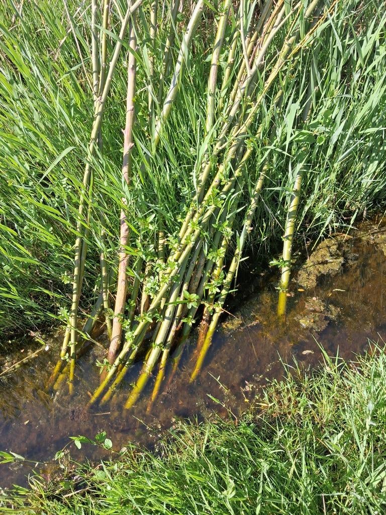 Wilgen tenen knotwilg  wilgen takken, Ophalen of Verzenden, Volle zon, Overige soorten