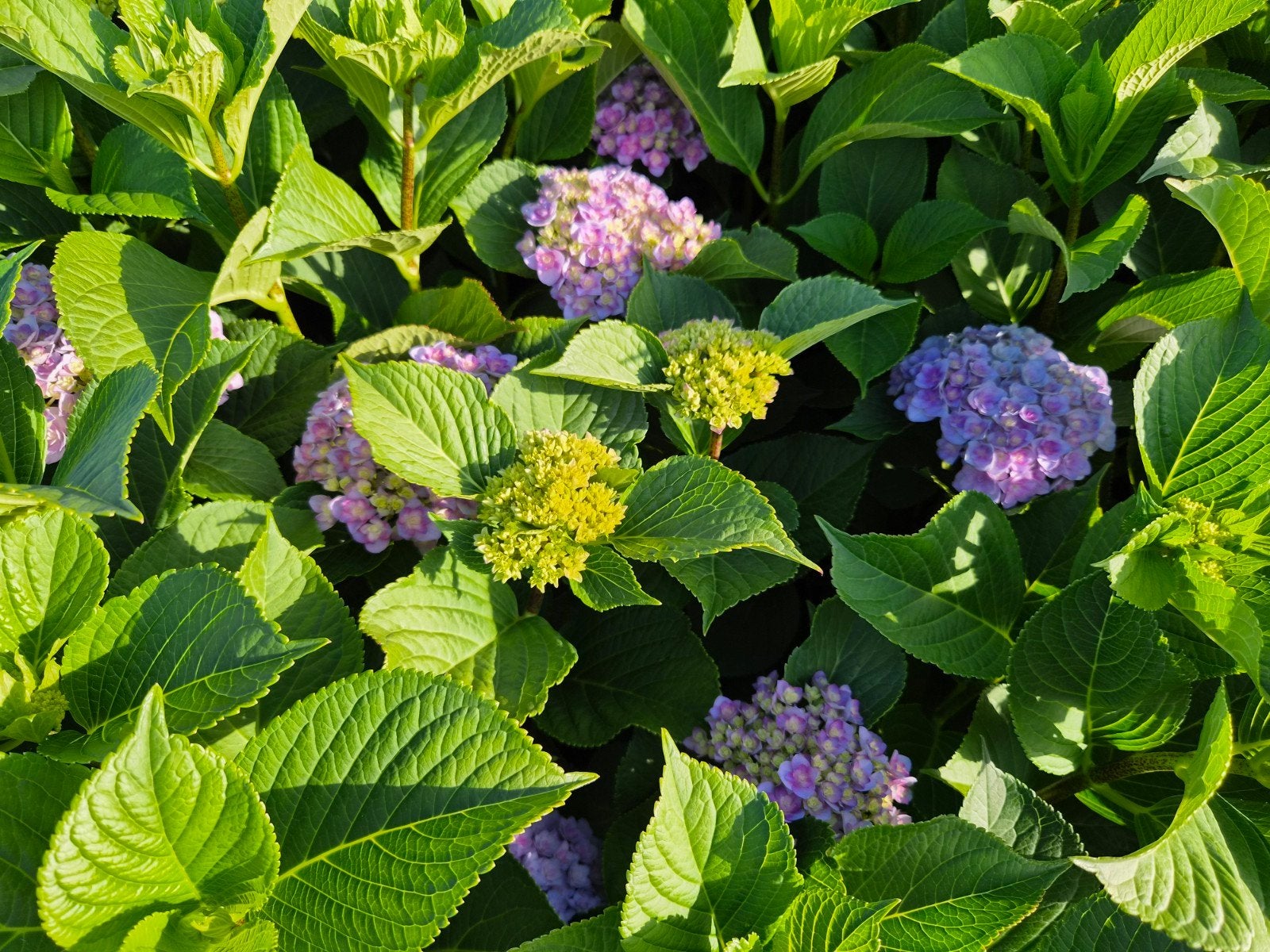 Hortensia, MEGA, dubbelbloemig!, Vaste plant, Halfschaduw, Zomer, Ophalen